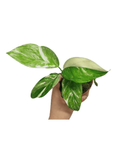Monstera Lechleriana Variegata